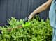 Greenworks 24V Cordless Shear Shrubber Skin — image 3