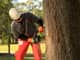Greenworks Pro 80V Chainsaw 18" Brushless Skin — image 2